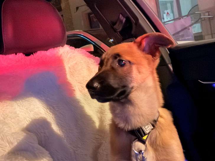 Chiot femelle Malinois à vendre