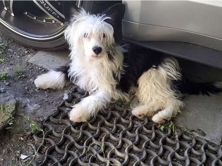 Chiots Chien Chinois à Crête à vendre