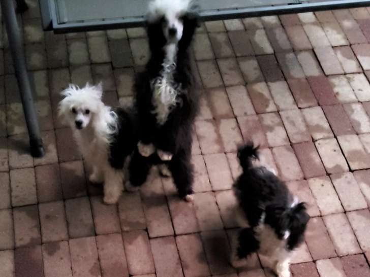 Chiots Chien Chinois à Crête, petites tailles.