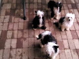 Chiots Chien Chinois à Crête, petites tailles.