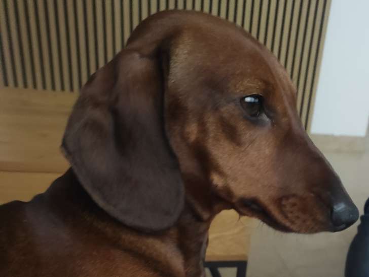 Mâle Teckel Nain disponible pour saillie