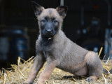 À vendre, 7 chiots Bergers Belges Malinois LOF