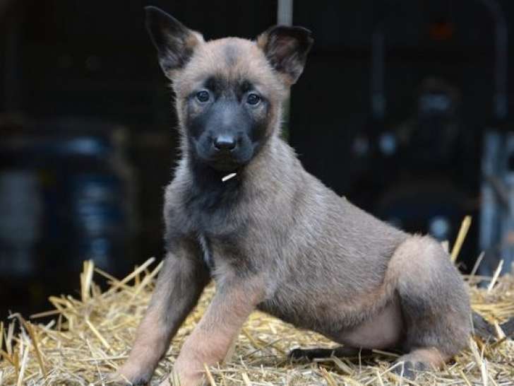 À vendre, 7 chiots Bergers Belges Malinois LOF