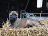 À vendre, 7 chiots Bergers Belges Malinois LOF