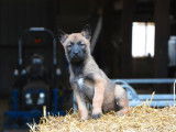 À vendre, 7 chiots Bergers Belges Malinois LOF