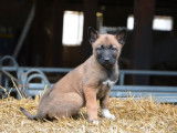 À vendre, 7 chiots Bergers Belges Malinois LOF