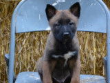 À vendre, 7 chiots Bergers Belges Malinois LOF