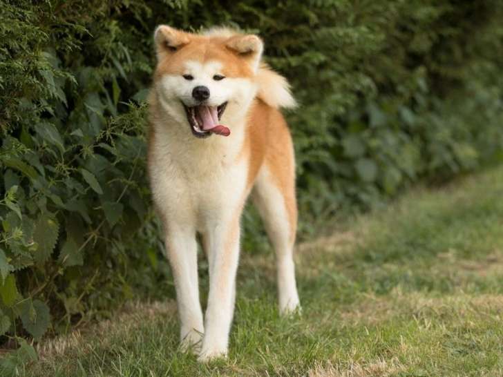 1 chienne Akita Inu LOF à vendre, fauve de 2022