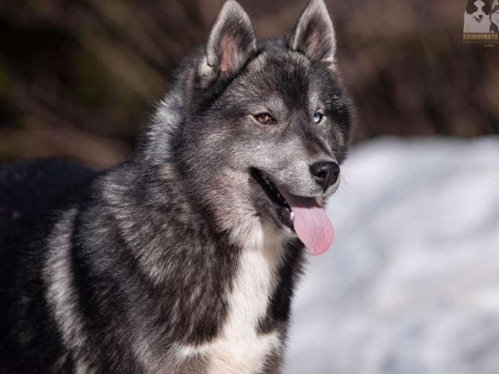 1 chien Husky de Sibérie disponible pour saillie (LOF)