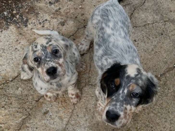 Réservation ouverte pour 7 chiots Setters Anglais LOF de septembre 2025