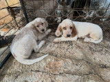 Réservation ouverte pour 7 chiots Setters Anglais LOF de septembre 2025