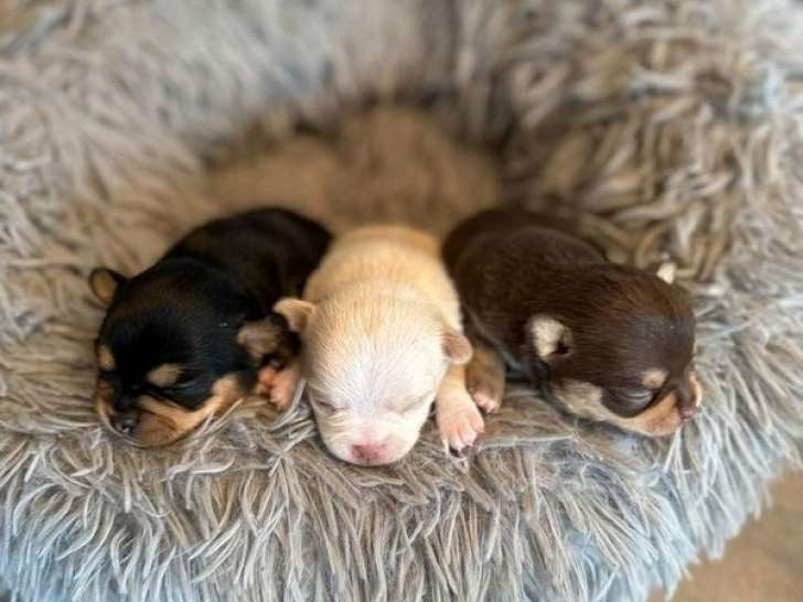 3 chiots Chihuahuas LOF à réserver, mâles d’octobre 2025