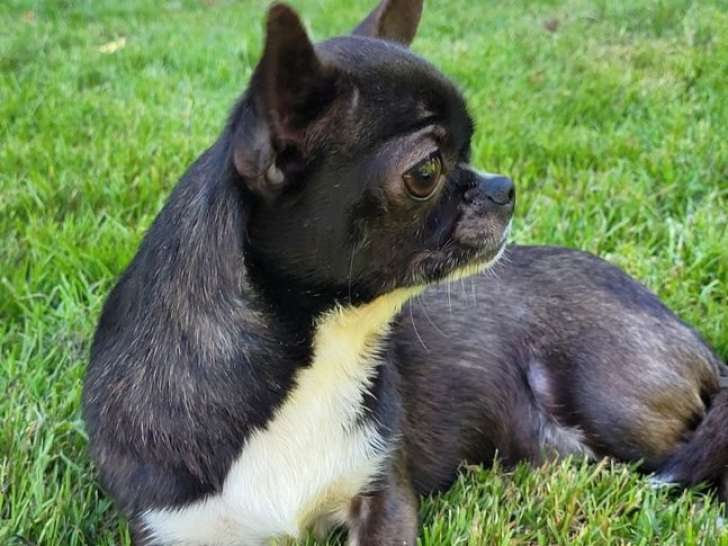 Vente d’une chienne Chihuahua LOF de 2023