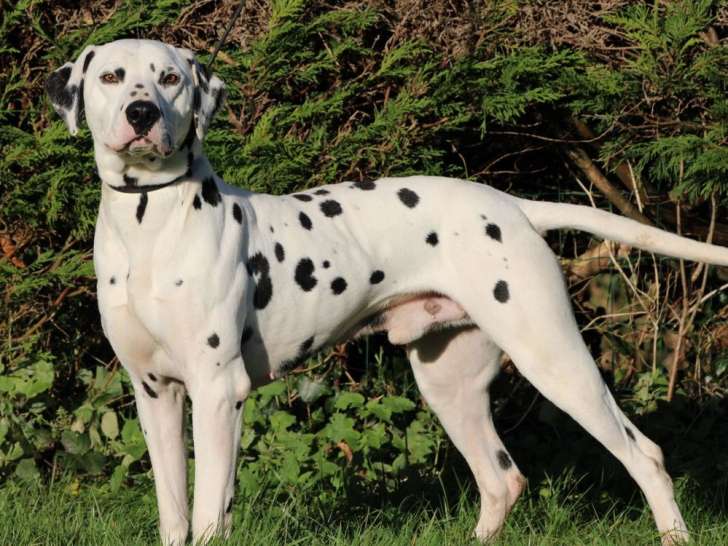 1 chien Dalmatien mâle LOF à vendre, noir et blanc de 2020