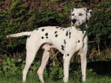 1 chien Dalmatien mâle LOF à vendre, noir et blanc de 2020