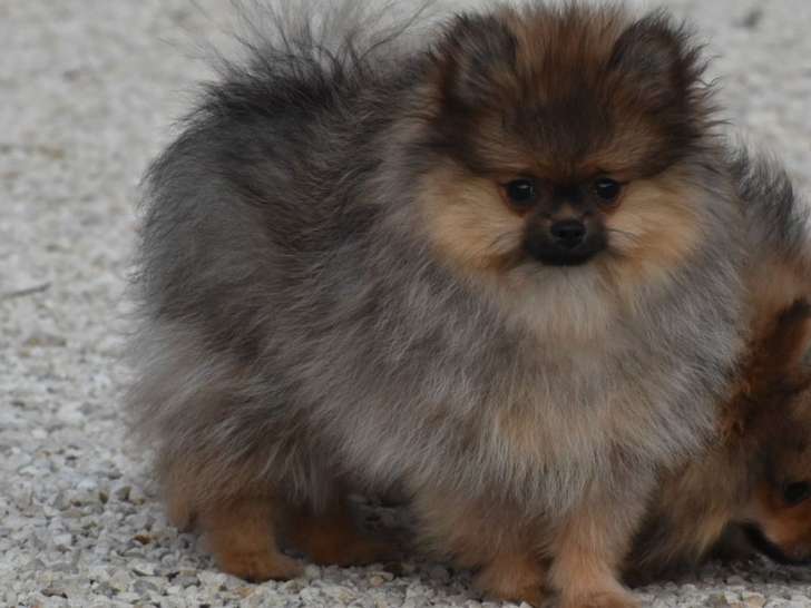 2 chiots Spitz nains mâles à vendre, blanc et feu de 2025, LOF