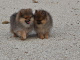 2 chiots Spitz nains mâles à vendre, blanc et feu de 2025, LOF