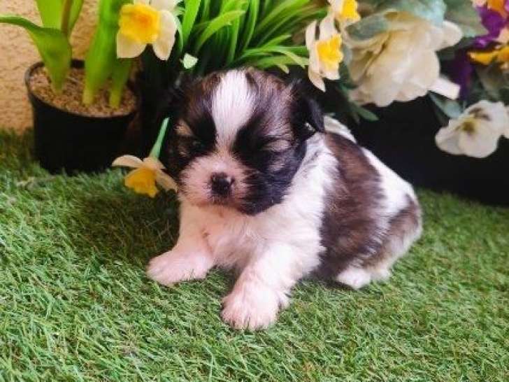 6 chiots Shih Tzu à vendre, mâles et femelles d'octobre 2025 (non-LOF)