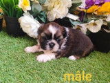 6 chiots Shih Tzu à vendre, mâles et femelles d'octobre 2025 (non-LOF)