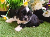 6 chiots Shih Tzu à vendre, mâles et femelles d'octobre 2025 (non-LOF)