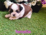 6 chiots Shih Tzu à vendre, mâles et femelles d'octobre 2025 (non-LOF)