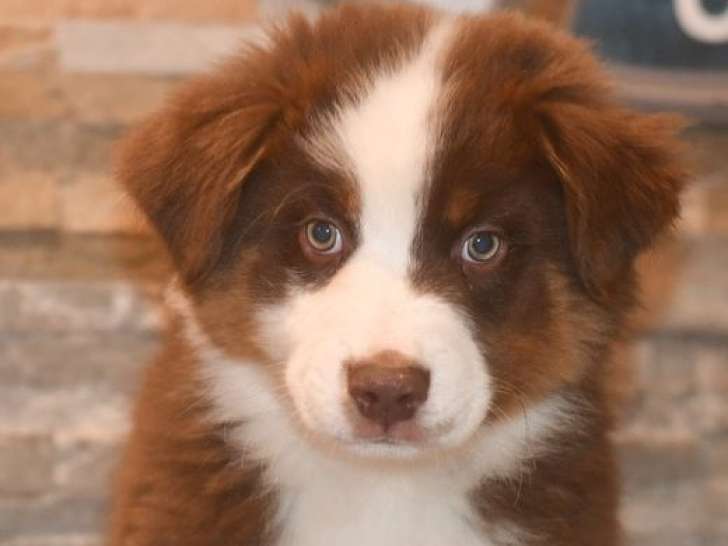 1 chiot Berger Australien mâle LOF à vendre, rouge tricolore d’août 2025