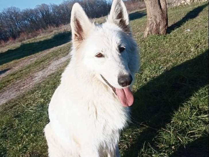 1 chienne Berger Blanc Suisse à poil long LOF de 2019 à vendre