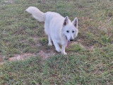 1 chienne Berger Blanc Suisse à poil long LOF de 2019 à vendre