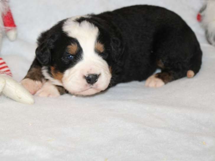 À vendre, 5 chiots Bouviers Bernois LOF