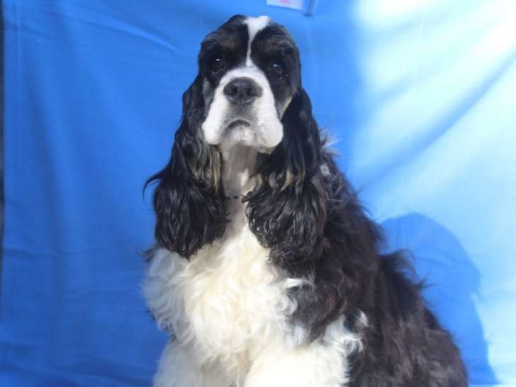 1 chiot Cocker Américain mâle LOF à vendre