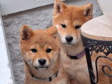 Mise en vente de 4 chiots Shiba Inus LOF de juillet 2025