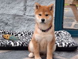 Mise en vente de 4 chiots Shiba Inus LOF de juillet 2025