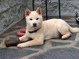 Mise en vente de 4 chiots Shiba Inus LOF de juillet 2025
