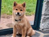 Mise en vente de 4 chiots Shiba Inus LOF de juillet 2025