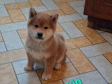 Mise en vente de 4 chiots Shiba Inus LOF de juillet 2025