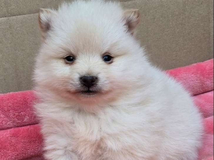 À vendre, 3 chiots Spitz Nains Poméraniens non-LOF