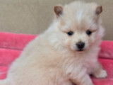 À vendre, 3 chiots Spitz Nains Poméraniens non-LOF