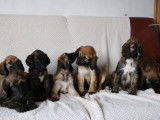7 chiots Lévriers Afghans LOF à vendre
