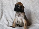 7 chiots Lévriers Afghans LOF à vendre