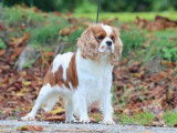 Mise en vente d’une chienne Cavalier King Charles LOF, née en décembre 2021