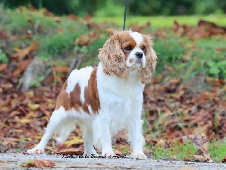 Mise en vente d’une chienne Cavalier King Charles LOF, née en décembre 2021