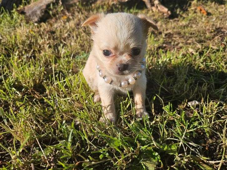 3 chiots Chihuahuas LOF à réserver, 2 femelles et 1 mâle d’octobre 2025