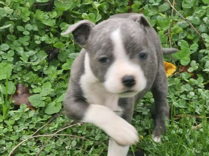 À vendre, 1 chiot Staffordshire Bull Terrier LOF, mâle bleu de septembre 2025