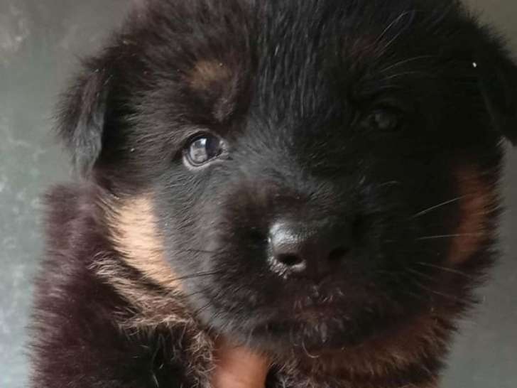 4 chiots mâles Bergers Allemands à réserver