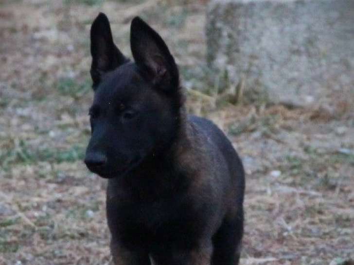 Des chiots Bergers Belges Malinois à vendre (LOF)