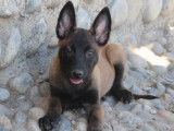 Des chiots Bergers Belges Malinois à vendre (LOF)