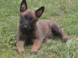Des chiots Bergers Belges Malinois à vendre (LOF)