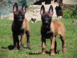 Des chiots Bergers Belges Malinois à vendre (LOF)