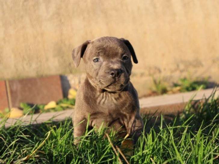 Réservation ouverte pour 8 chiots Staffordshire Bull Terriers LOF de septembre 2025