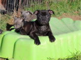 Réservation ouverte pour 8 chiots Staffordshire Bull Terriers LOF de septembre 2025